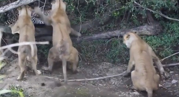 Một mình chống lại ba con sư tử cái liên tiếp tấn công, báo đốm tỏ thái độ muốn tử chiến.