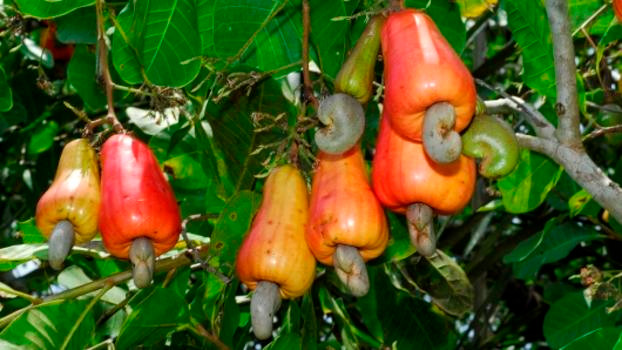 Loài thực vật này là một trong những loài cây kỳ lạ ở Việt Nam nổi tiếng nhất. Có tên Việt Nam là điều hay đào lộn hột, tên gọi của chúng xuất phát từ quả của cây này có hình dáng độc đáo, hột lộn ra ngoài, gắn vào dưới đáy quả rất dị.