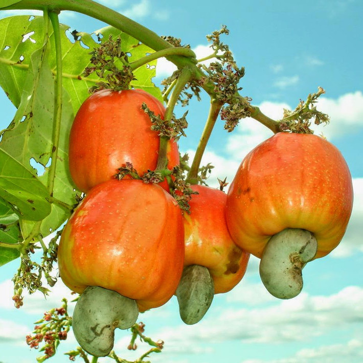 Đào lộn hột có tên khoa học là Anacardium occidentale L., là một loại cây công nghiệp dài ngày thuộc họ Xoài. Loài cây này có nguồn gốc từ đông bắc Brazil, nơi nó được gọi bằng tiếng Bồ Đào Nha là Caju, nghĩa là "quả" hay Cajueiro, nghĩa là "cây".