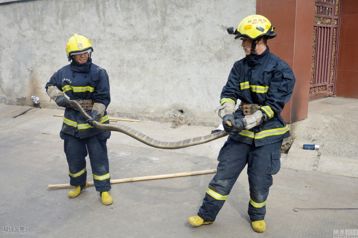 Lần bắt rắn hổ mang này, đội cứu hỏa cử đi 5 chiến sĩ có kinh nghiệm xử lý những vụ việc tương tự.