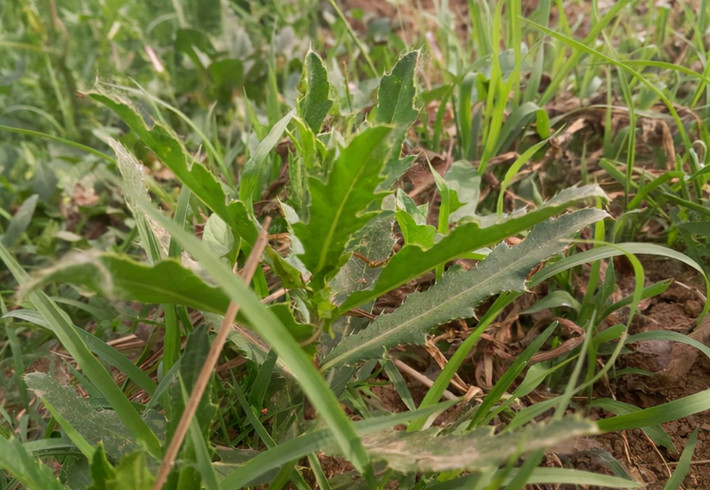 Trong những năm gần đây, mức sống của mọi người đã có những thay đổi lớn, quan niệm về sức khỏe của người dân ngày càng trở nên cao hơn, các món rau dân giã cũng được ưa chuộng vì vừa tự nhiên, không phân bón lại bổ dưỡng, tốt cho sức khỏe. (Ảnh minh họa)