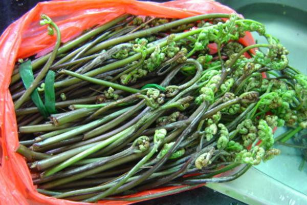 2. Rau dớn: Rau dớn là một loại rau thuộc bộ dương xỉ mọc dại ở nhiều vùng núi. Ngày nay được sử dụng nhiều và được xem như một loại rau đặc sản của núi rừng, đặc biệt là của vùng núi Tây Bắc.
