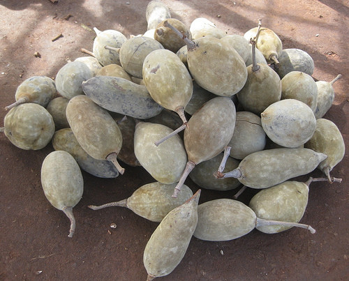 Quả Baobab. Thịt quả Baobab giàu vitamin C và B2, quả tươi có thể làm nước giải khát. Bột tách từ thịt quả chín được trộn với sữa để lên men thành một loại cháo có mùi vị đặc trưng.