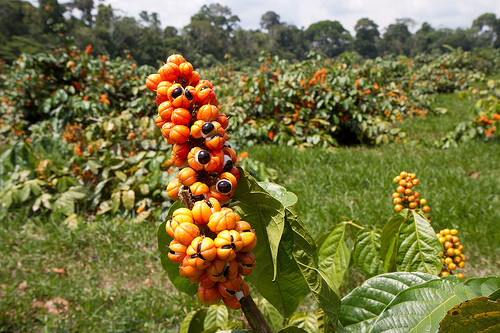 Guarana là một giống quả lạ có nguồn gốc từ cây bụi ở Brazil và Venezuela.