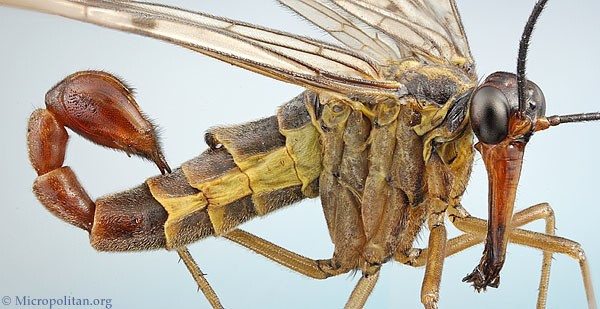 Loài côn trùng Scorpionflies có đuôi giống bọ cạp và thân giống ong bắp cày. Các nhà khoa học cho rằng chúng là tổ tiên của hầu hết loài bướm hiện đại.