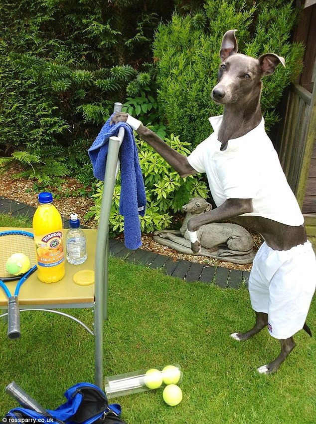 "Rupert thuộc giống chó Whippet thường được mặc ấm vào mùa đông nên việc khoác nhiều bộ đồ vào người không khiến nó cảm thấy khó chịu", bà Janet Burton cho biết.