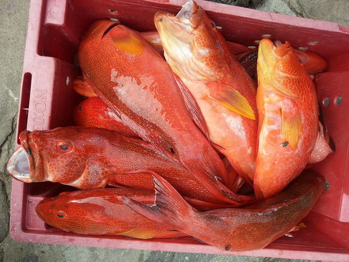 Cá mú đỏ là một trong những đặc sản của Côn Đảo không thể bỏ qua. Có tên gọi khác là cá song và là loại cá được ưa chuộng nhất trong các loại các biển ở Côn Đảo với những thớ thịt dai ngọt và rất thơm, thường được chế biến thành các món sốt, nướng và gỏi rất hấp dẫn.