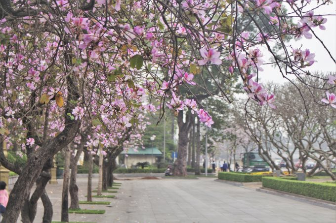 Hoa ban gắn liền với đời sống của bà con dân tộc miền núi phía Bắc, không chỉ tô điểm thêm cho cảnh quan núi rừng mà còn làm thức ăn, làm thuốc chữa bệnh. Sau đây là một số bài thuốc chữa bệnh từ cây hoa ban.
