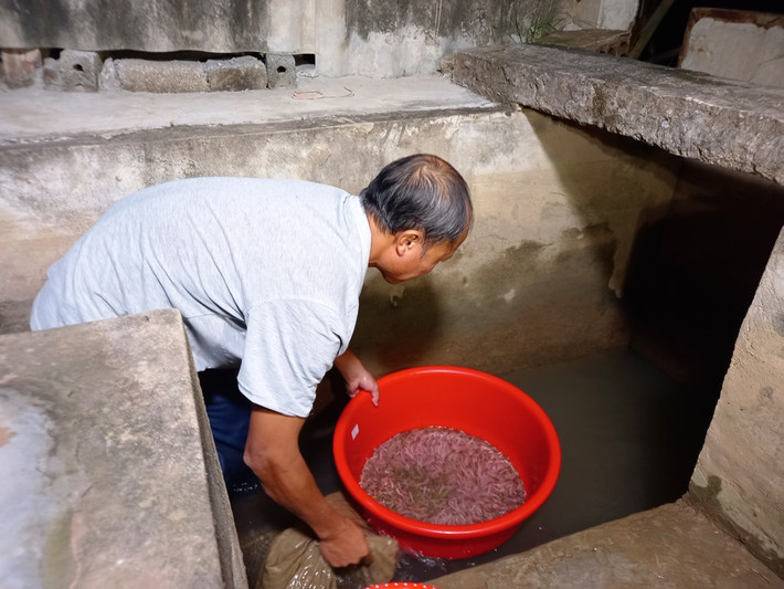 Lúc này, anh Phạm Văn Dĩnh, người dân thôn An Định đã đứng trực bên miệng cống thoát nước. Đợi những con rươi theo dòng nước vào lưới đã giăng sẵn, anh Dĩnh chỉ việc thu lên đổ những con rươi từ lưới vào rổ.