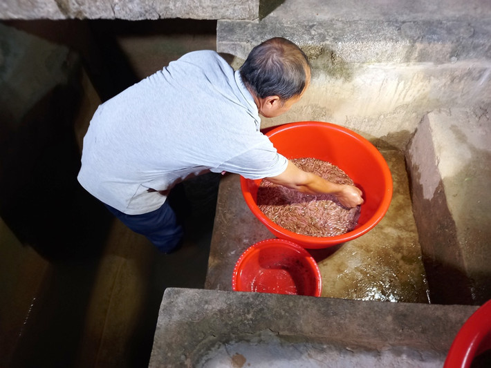 Theo anh Dĩnh, nhà anh có 7 sào rươi, năm ngoái thu hoạch được khoảng 70kg, năm nay nước rươi đầu tiên cách đây hai ngày gia đình anh đã thu hoạch được 15kg.
