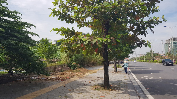 Tuy nhiên, nhiều năm qua, nơi đây trong tình trạng bỏ hoang, có dại mọc um tùm, người dân tận dụng để trồng chuối, rau.