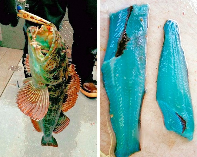 Bạn có thể tin được rằng cá có thịt màu xanh?