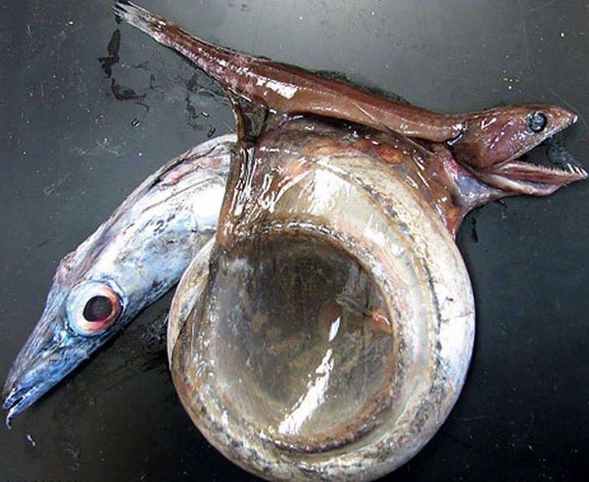 Trong hình ảnh độc lạ khó tin này, bạn có nhìn thấy con cá Black Swallower, loài cá vừa xấu vừa dị đang nuốt một con mồi "khủng". Loại cá này xứng đáng với tên của nó - Black Swallower vì nó có thể nuốt một con cá khác nặng gấp 10 lần so bản thân.