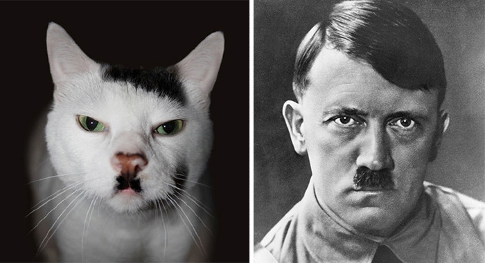 Chú mèo này được gọi là chú mèo Hitler bởi khuôn mặt quá giống như trùm phát xít Đức.