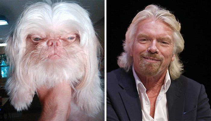 Tỷ phú Richard Branson có lẽ rất ngạc nhiên khi phát hiện, trên thế giới có một chú chó có ngoại hình và phong cách chẳng khác nào ông.
