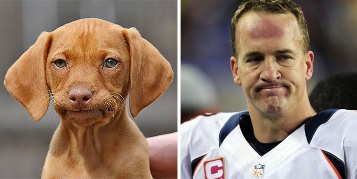 Ngôi sao bóng bầu dục Peyton Manning ắt hẳn sẽ phải bật cười khi thấy "bản sao" của mình giống từ ánh mắt đến nét miệng.
