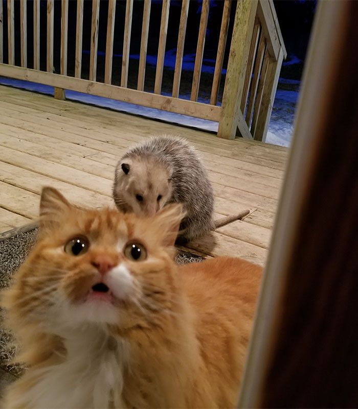 Tuy nhiên, khi thấy chủ nhân chỉ đứng im nhìn bữa tối của mèo cưng bị con chồn Opossum hoang dã ăn tranh và chụp lại cảnh tượng đó, chú mèo đã bày ra vẻ mặt ngỡ ngàng pha lẫn thất vọng.