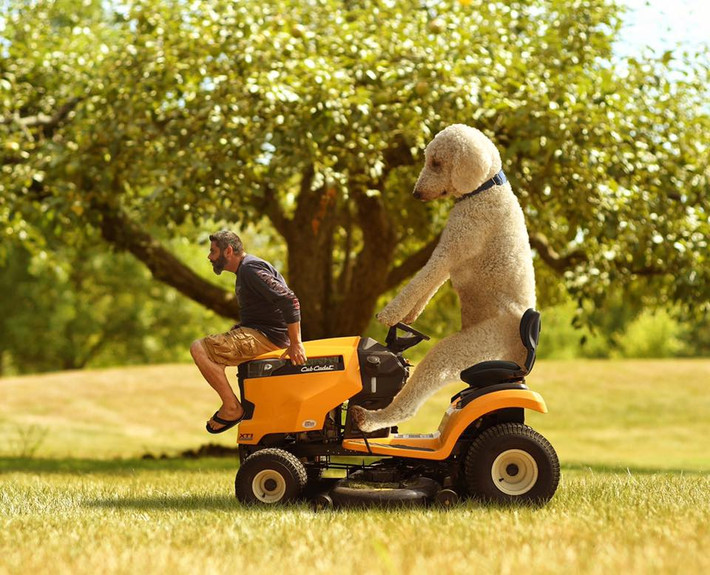 Anh và chú chó cưng Juji trở thành người nổi tiếng.