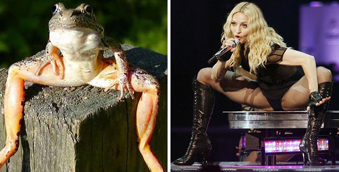 Diva nổi tiếng Madonna chắc hẳn không thể ngờ mình có một "phiên bản" trong thế giới động vật.