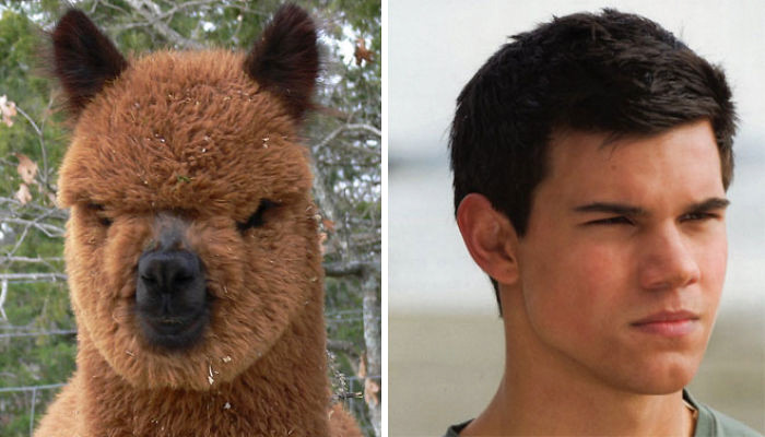 Con lạc đà cừu Alpaca này chắc hẳn phải thích thú lắm khi được so sánh với anh chàng "người sói" điển trai Taylor Lautner.