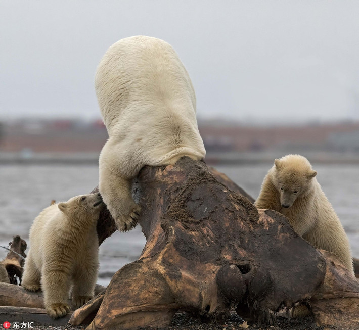 Tại Alaska, Mỹ, trong lúc thò cổ vào bộ xương cá voi xem còn chút thịt nào không, con gấu trắng Bắc cực bị mắc kẹt đầu trong đó. Động vật rơi vào tình cảnh oái ăm.