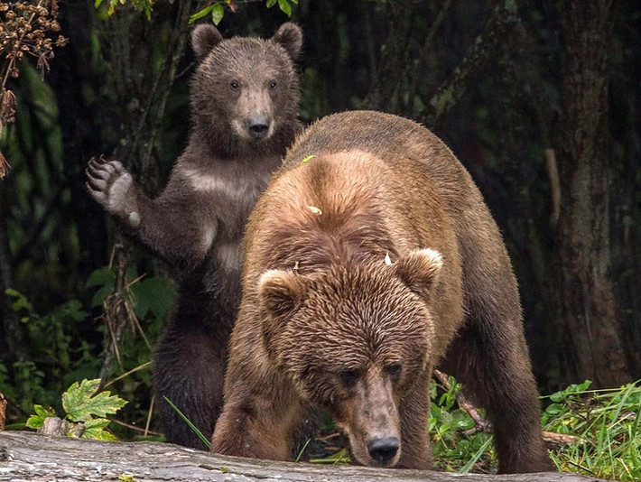 Trên đảo Kodiak ở Alaska, Mỹ, gấu con nghịch ngợm vỗ nhẹ vào mông của mẹ. Sở dĩ nó có thể tùy ý hành động như vậy vì nó biết rõ ràng, gấu mẹ vô cùng yêu thương mình, sẽ không trách mắng.