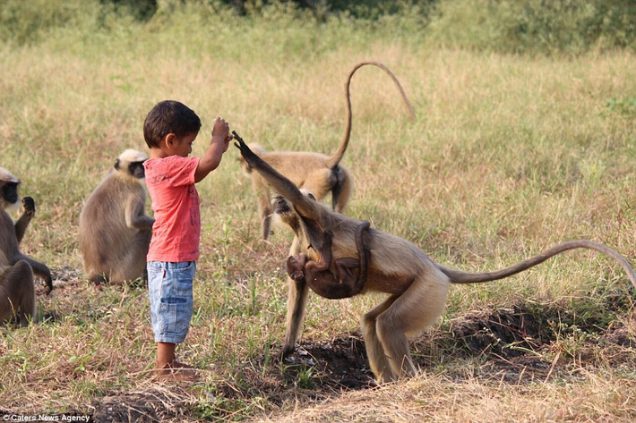 Tình bạn kỳ lạ giữa cậu bé Samarth Bangari và bầy khỉ hoang dã bắt đầu khi những con khỉ di chuyển đến ngôi làng đúng lúc Samarth đang chơi một mình.