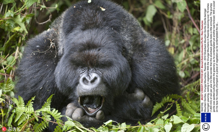 Ở Rwanda, Châu Phi, một con khỉ đột núi quý hiếm đang buồn chán gãi cằm thì bị nhiếp ảnh gia chụp trộm. Nó có vẻ chẳng thích thú gì với điều đó.
