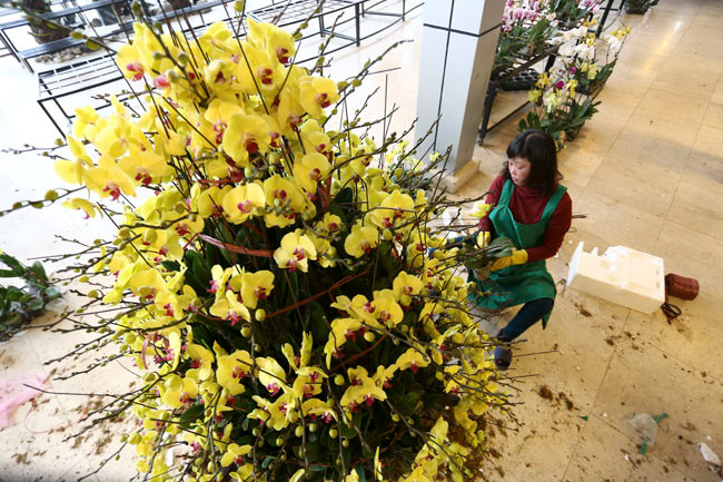 Những chậu lan hồ điệp, địa lan rực rỡ nhập khẩu từ Hàn Quốc, Trung Quốc có giá từ vài chục cho tới cả trăm triệu đồng cũng được nhiều người đặt mua dịp Tết. Trong hình là một chậu lan hồ điệp vàng 9 tầng hoa, 300 cành có giá hơn 100 triệu đồng. Ảnh: Dân Việt.
