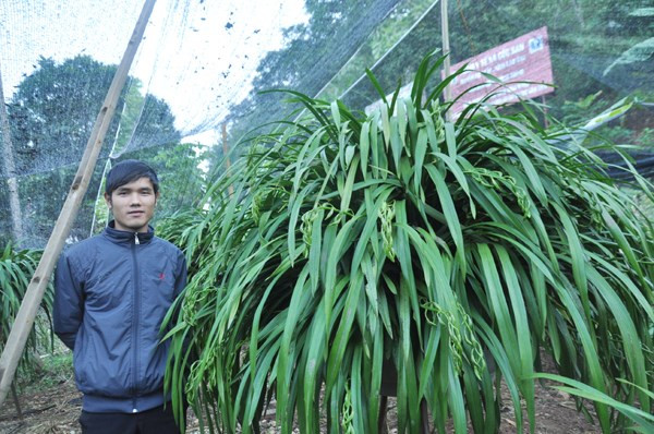 Nếu nhà vườn có kỹ thuật ghép tốt và chăm sóc công phu, các chậu lan ghép sẽ ra hoa rất đẹp, nhìn bề ngoài không khác gì chậu lan nguyên bản. Tết năm ngoái, một chủ nhà vườn địa lan ở Sa Pa đã bán về xuôi 2 chậu địa lan Kiếm hồng hoàng mỗi chậu có gần 100 cành hoa, với tổng số tiền gần 100 triệu đồng. Ảnh: Báo Lào Cai.