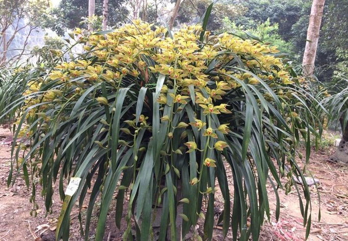 Để phục vụ nhu cầu của các đại gia chơi hoa tết thích sở hữu những chậu hoa địa lan hạng “khủng”, nhiều chủ nhà vườn tại Sa Pa đã tiến hành ghép các chậu địa lan nhỏ thành chậu lớn với số lượng từ 50 -100 nhành hoa. Ảnh: Vietnamnet.
