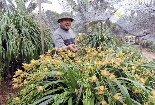 Địa lan Sa Pa - loại hoa “nữ hoàng” ngày càng thu hút khách mỗi dịp tết đến xuân về. Có người dám bỏ cả trăm triệu để có được một chậu lan chưng Tết. Ảnh: NNVN.
