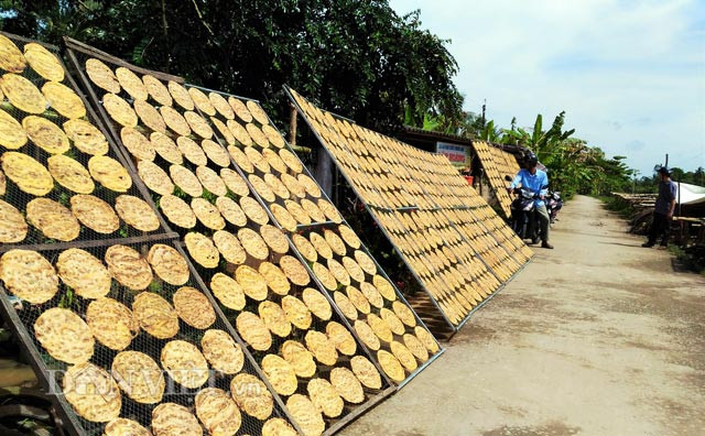 Theo Dân Việt, xã Trần Hợi (huyện Trần Văn Thời, tỉnh Cà Mau) là nơi tập trung các làng chuối khô có tuổi thọ gần 100 năm nay. Hàng năm, dân làng ở đây có hai vụ sản xuất chính là trong và sau Tết. Vụ trong Tết tức khoảng tháng 10 âm lịch, còn vụ sau Tết kéo dài từ tối mùng 3 Tết cho đến hết tháng Giêng. Ảnh: Dân Việt.