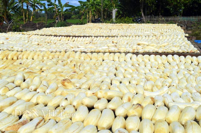 Muốn ép chuối khô trước tiên phải lựa chọn những quầy chuối tươi chín kỹ. Sau đó lột sạch vỏ chuối rồi đem phơi khoảng một nắng (một ngày đủ nắng) rồi ép vào một chiếc khuôn tròn. Chuối tươi được xếp vào vỉ đều tăm tắp và phơi nắng trước khi ép để trái chuối hết độ trơn, khi đưa vào nòng ép sẽ cho ra miếng tròn trịa, có màu vàng bắt mắt. Ảnh: Dân Việt.