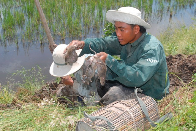 Săn chuột có nhiều hình thức như đào hang, bẫy, xiên hoặc đuổi cù trong ruộng lúa. Cách săn chuột phổ biến nhất hiện nay là dùng chó săn để đánh hơi những hang chuột đang sinh sống. Trung bình một hang người săn sẽ bắt từ 1-10 con (tùy hang chuột ở nhiều hay ít). Ảnh: Zing.