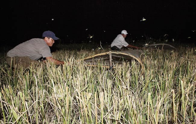 Khoảng 1h sáng, khi màn đêm đang bao phủ trên các cánh đồng thì những “thợ săn” bắt đầu chuẩn bị dụng cụ để hành nghề. Dụng cụ "săn" chấu khá đơn giản: những chiếc vợt tay có đường kính miệng rộng khoảng 60 cm, cán dài khoảng 1 m; hai chiếc vợt gắn hai bên hông xe máy hoặc những cuộn lưới dài 50 - 60 m. Ảnh: Dân Việt.