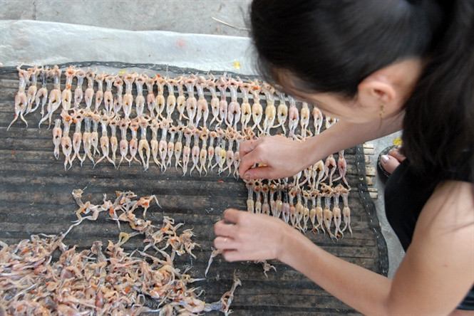 Nhái cơm con nhỏ, sau khi cắt đầu, lột da, phơi khô chỉ còn bằng ngón tay. Do thơm ngon nên dân nhậu đã tặng cho loài khô này những cái tên khá ngộ nghĩnh nhưng không kém phần dí dỏm “cô gái chân dài”, “vũ nữ chân dài”, “kiều nữ đại gia”. Ảnh: Nông nghiệp Việt Nam.