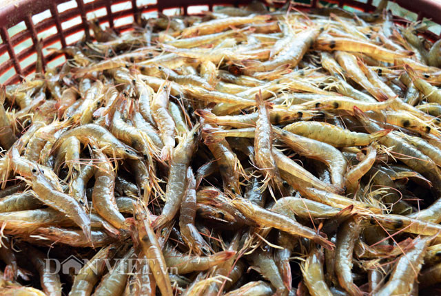 Các quy trình cơ bản để chế biến tôm khô Rạch Gốc gồm: Tiếp nhận nguyên liệu – chọn tôm đạt cỡ - rửa sạch – luộc - phơi – sấy - tách vỏ - sàng, lau bóng – phân loại – đóng gói. Tôm khô Rạch Gốc sử dụng nguồn nguyên liệu là con tôm đất thiên nhiên, được khai thác từ vuông (gọi là tôm vuông), sông và biển (gọi là tôm biển). Ảnh: Dân Việt.