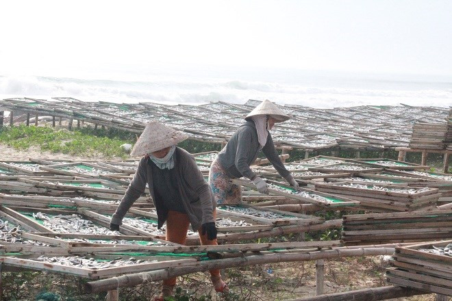 Bắt đầu từ khoảng tháng 3 hàng năm, đều đặn 4h30 mỗi sáng, những người phụ nữ ở xã Bình Minh (huyện Thăng Bình) lại í ới gọi nhau đi phơi cá mướn. Nghề phơi cá mướn này chủ yếu làm ngoài trời nắng, nắng càng to, cá phơi càng đạt chất lượng, thành phẩm cá sau khi phơi xong là đạt độ khô đúng chuẩn, để được lâu dài không ẩm mốc. Ảnh: Báo Pháp Luật.
