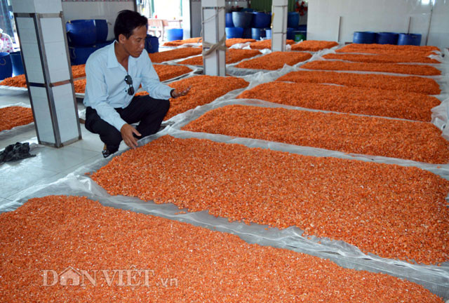 Toàn huyện Ngọc Hiển hiện có hơn 15 cơ sở sản xuất tôm khô, mỗi tháng sản xuất từ 20- 30 tấn tôm khô (theo mùa vụ), phần lớn bán cho thị trường TP HCM và các tỉnh miền Tây, giải quyết cho từ 200-300 lao động nông thôn. Ảnh: Dân Việt.