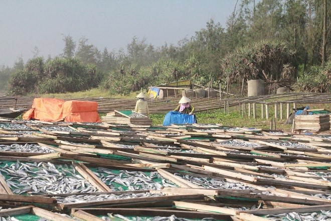 Nghề phơi cá thuê có mặt trên địa bàn các xã ven biển của huyện Thăng Bình khoảng gần 15 năm nay. Nghề này không yêu cầu kỹ thuật cầu kỳ, không đòi hỏi nhiều công sức, “dụng cụ” lao động chính là đôi bàn tay. Nhưng nó góp phần tăng thu nhập cho nhiều thành phần, từ ngư dân trực tiếp đánh bắt hải sản đến chủ xưởng chế biến, từ người làm công đến đơn vị thu mua. Ảnh: Báo Pháp Luật.