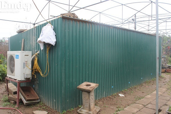 Đào Thất Thốn vốn được mệnh danh là đào quý tộc, đào tiến vua nên luôn được người chơi săn đón, dù giá đắt đỏ. Nhiều gốc đào đẹp đã được đặt hàng trước Tết vài ba tháng. Ảnh: Emdep.