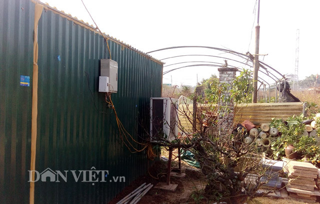 Còn khoảng một tháng rưỡi nữa mới đến Tết nhưng vườn đào Thất Thốn nhà ông Lê Hàm (Nhật Tân, Hà Nội) đã tấp nập người đặt hàng, theo Infonet. Ảnh: Dân Việt.