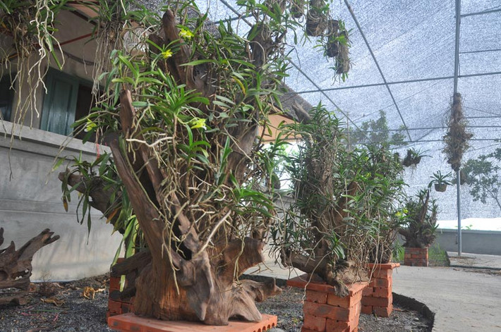 Vườn lan rừng của anh Cường đã trở thành địa chỉ tham quan, cung cấp hoa lan uy tín của đông đảo người chơi lan trên địa bàn TP. Vườn hoa mang về khoản thu nhập không nhỏ cho anh Cường mỗi dịp Tết cổ truyền. Ảnh: Dân Việt.