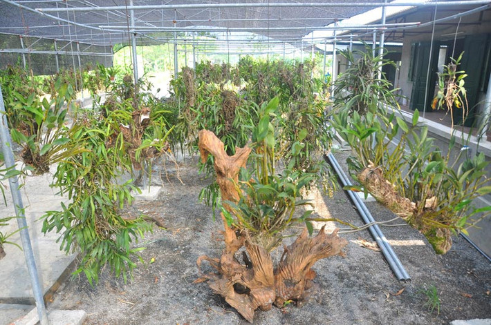 Vườn lan của anh Cường có khoảng trên 5.000 giò lan với gần 100 loài lan rừng quý, hiếm khác nhau trị giá lên đến gần 2 tỷ đồng. Ảnh: Dân Việt.