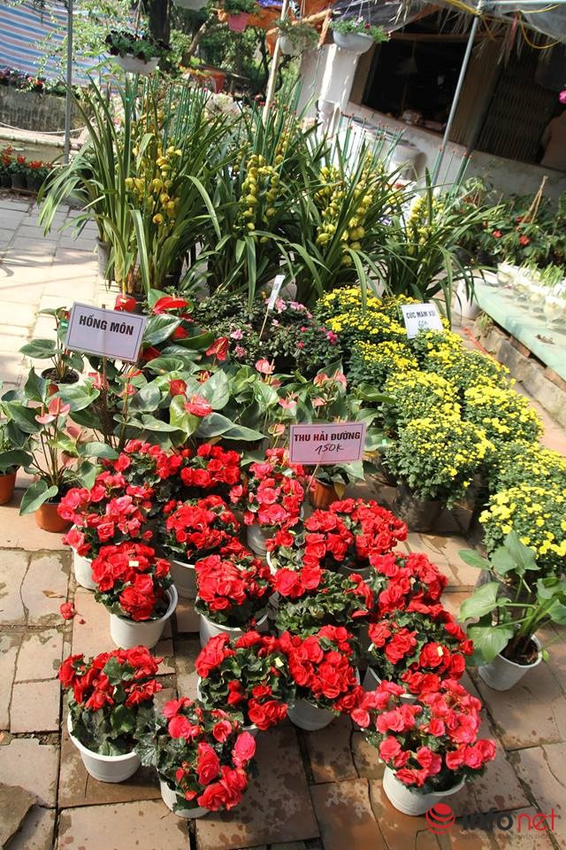 Bên cạnh các loài hoa truyền thống như mai, cúc, hồng, thược dược... vườn cũng nhập về một số loại hoa mới như mai đỏ, hoa rum, anh thảo, ly lùn, hoa kim bài, lan, kim ngân lượng,... với giá cả dao động từ 100 đến 230 nghìn đồng/chậu hoa. Ảnh: Infonet.