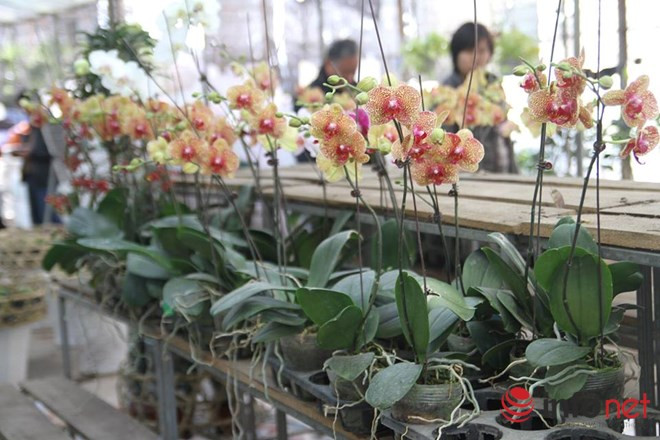 Địa chỉ này được người yêu hoa Hà nội nhớ đến là một nơi có đa dạng loài và có giá khá “mềm”. Cụ thể, vườn hoa trồng chủ yếu là những mặt hàng hoa bình dân, có giá từ 20 đến 40 nghìn đồng/chậu như dâu tây, cẩm trướng, dạ yến thảo, cúc phan-xi, hoa xác pháo...Ảnh: Infonet.