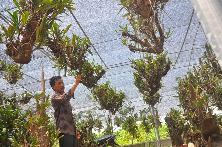 Đến với nghề chơi lan rừng gần 10 năm nay, anh Nguyễn Đỗ Thế Cường (xã Hương Ngải, huyện Thạch Thất, Hà Nội) đã sở hữu nhiều giống lan quý hiếm như Uyên ương, Quế lan hương…trị giá lên đến hàng triệu đồng mỗi cành, khiến dân sành chơi lan trong cả nước phải ghen tỵ. Ảnh: Dân Việt.