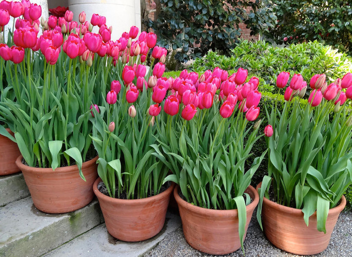 Chậu Tulip là lựa chọn rất thích hợp để trang trí bàn làm việc, phòng khách dịp Tết. Hoa Tulip còn tượng trưng cho sự giàu có, nổi tiếng, cuộc sống vĩnh hằng và tình yêu hoàn hảo bởi loài hoa này thường nở vào mùa xuân khi sự giá lạnh của ngày đông đã bị đẩy lùi. Nguồn ảnh: Internet.