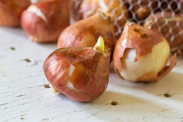 Trên thị trường năm nay, giá củ hoa Tulip dao động từ 10-15 nghìn đồng/củ. Như vậy, với khoảng trên dưới 100.000 đồng thì bạn đã có một chậu hoa Tulip xinh đẹp tự trồng.